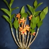 Dendrobium mohlianum (orchidea)