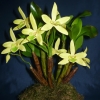 Dendrobium trigonopus (orchidea)