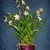 Epidendrum (orchidea)