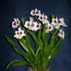 Miltonia (orchidea)