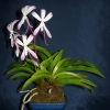 Neofinetia (orchidea)
