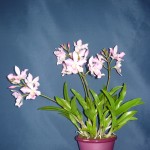 Cookara orchidea