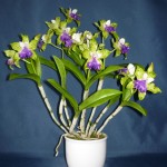 Brassolaeliocattleya orchidea