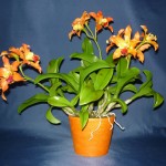 Cattleya Thai Glow orchidea