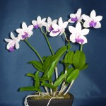 Cattleya Intermedia orchidea