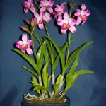 Cattleya Thai Pinky orchidea