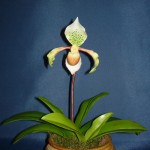 Paphiopedilum orchidea