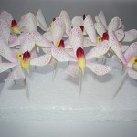 Mokara orchidea