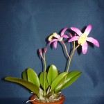 Laelia orchidea