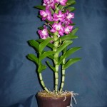 Dendrobium Nobile orchidea