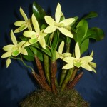 Dendrobium Trigonopus orchidea