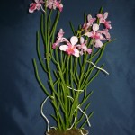 Vanda Miss Joaquim orchidea