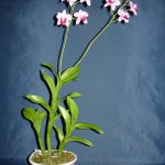 Dendrobium orchidea