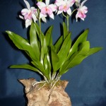 Cattleytonia orchidea
