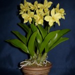 Cattleytonia orchidea