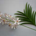 Mokara orchidea