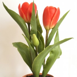 32. virág – Tulipán