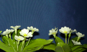 Szártalan kankalin - Primula vulgaris