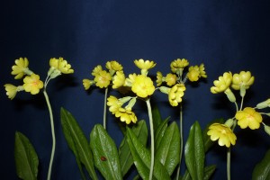 Tavaszi kankalin - Primula veris