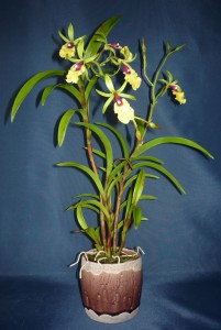 Epicattleya Rene Marques orchidea