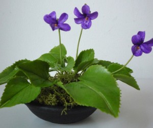Illatos ibolya - Viola odorata