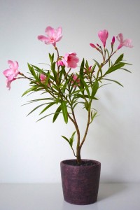 Leander - Nerium oleander