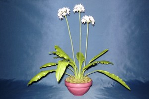 Medvehagyma - Allium ursinum