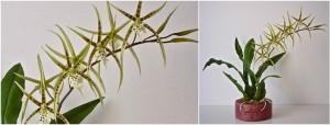 Pókorchidea - Brassia