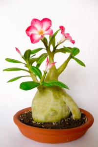 Sivatagi rózsa - Adenium