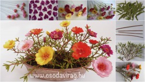 Porcsinrózsa – Portulaca grandiflora